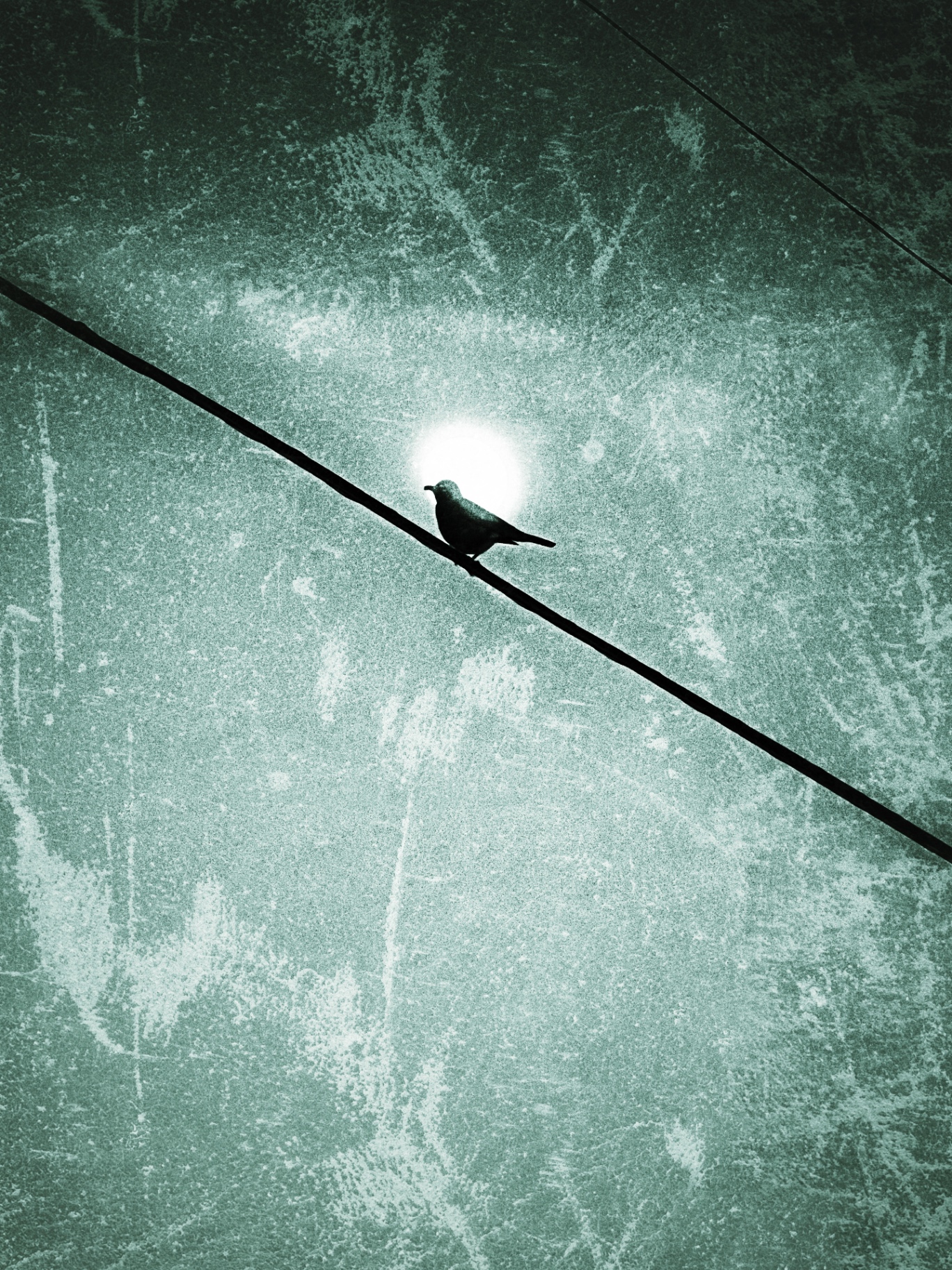 Bird & Sun