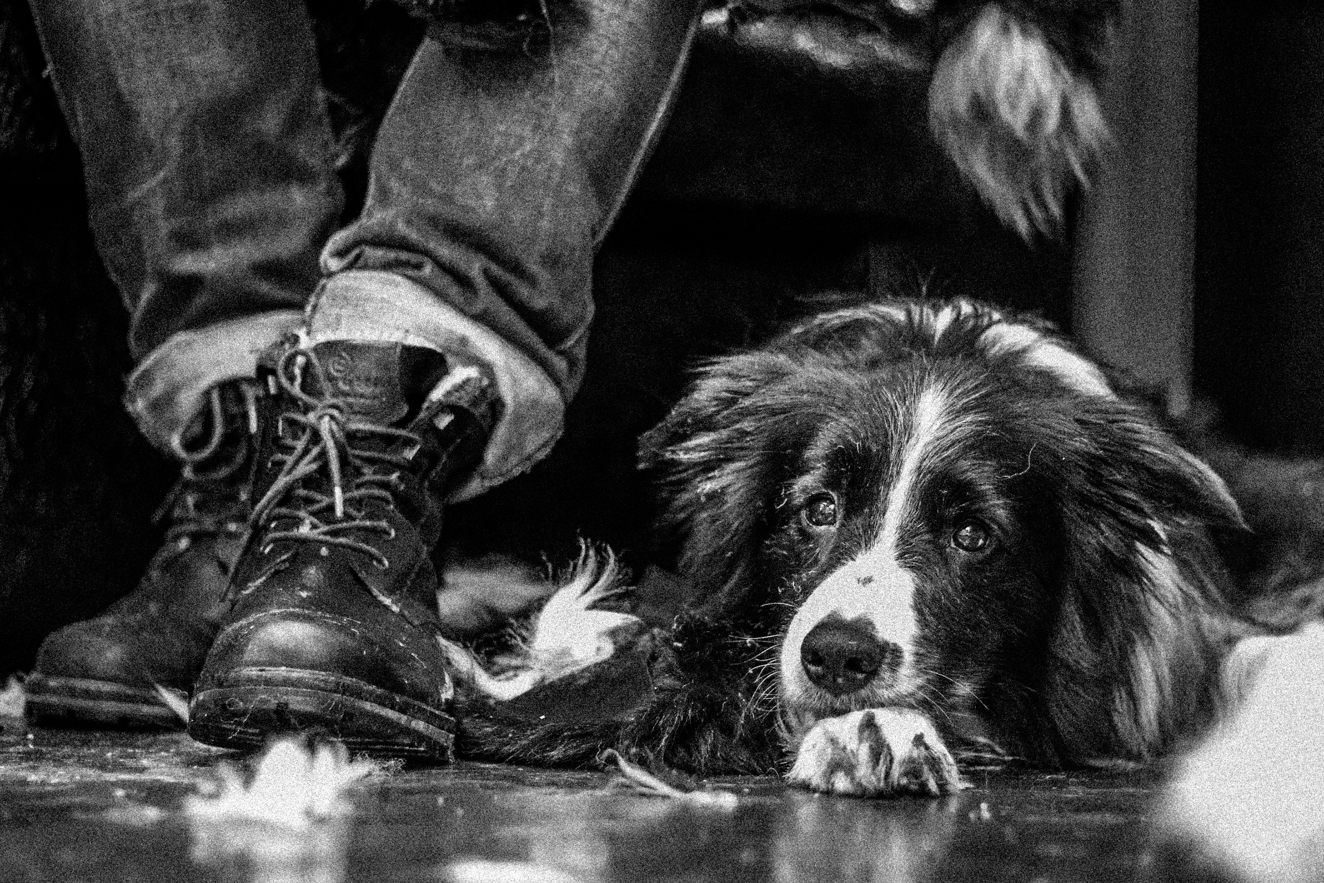 Boots and a border collie waiting quietly between takes