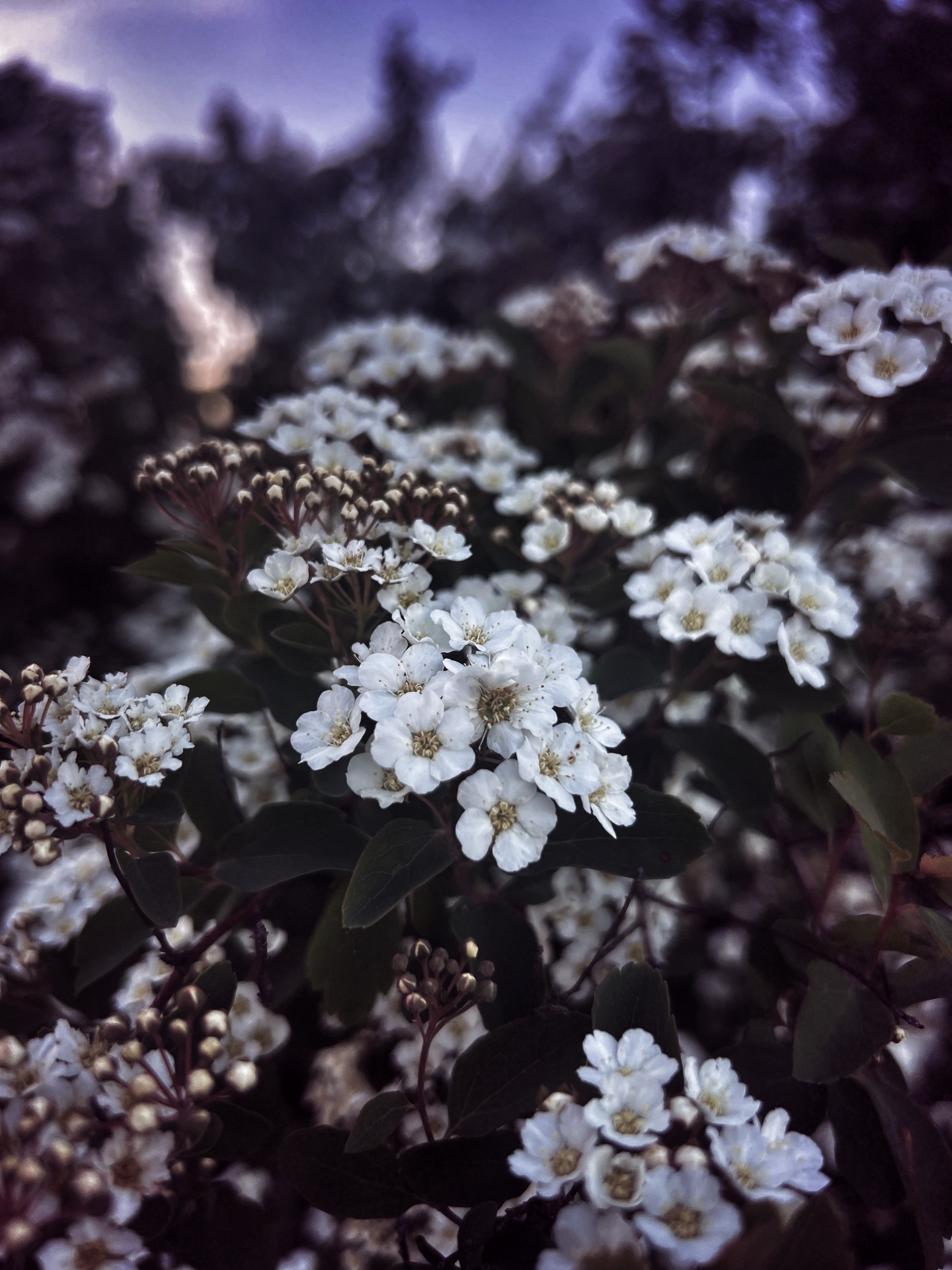 Quiet Bloom