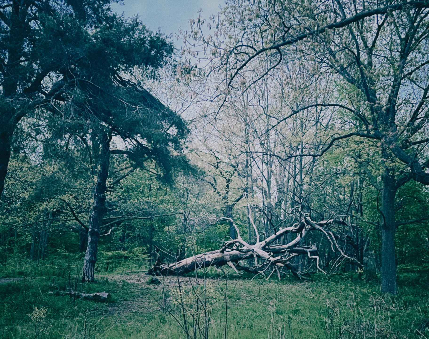 Fallen Giant